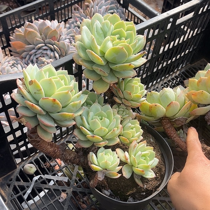 恋曲9.99多肉植物处理