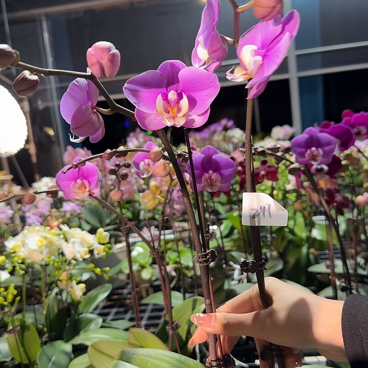 S***y大部分开放少量花苞247