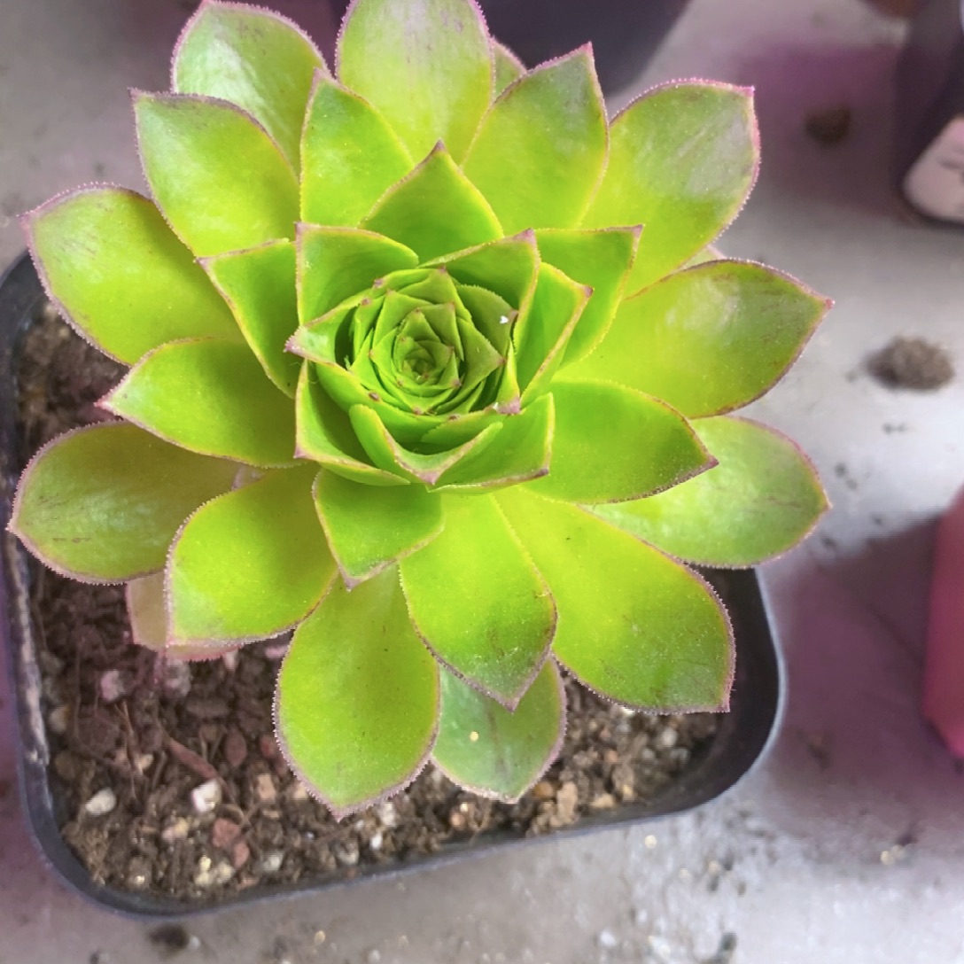 玲***珑山地玫瑰一物一拍286火凤凰