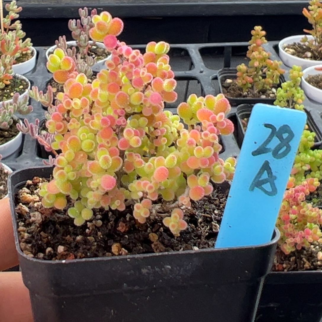 精控蜜橘糖球28号