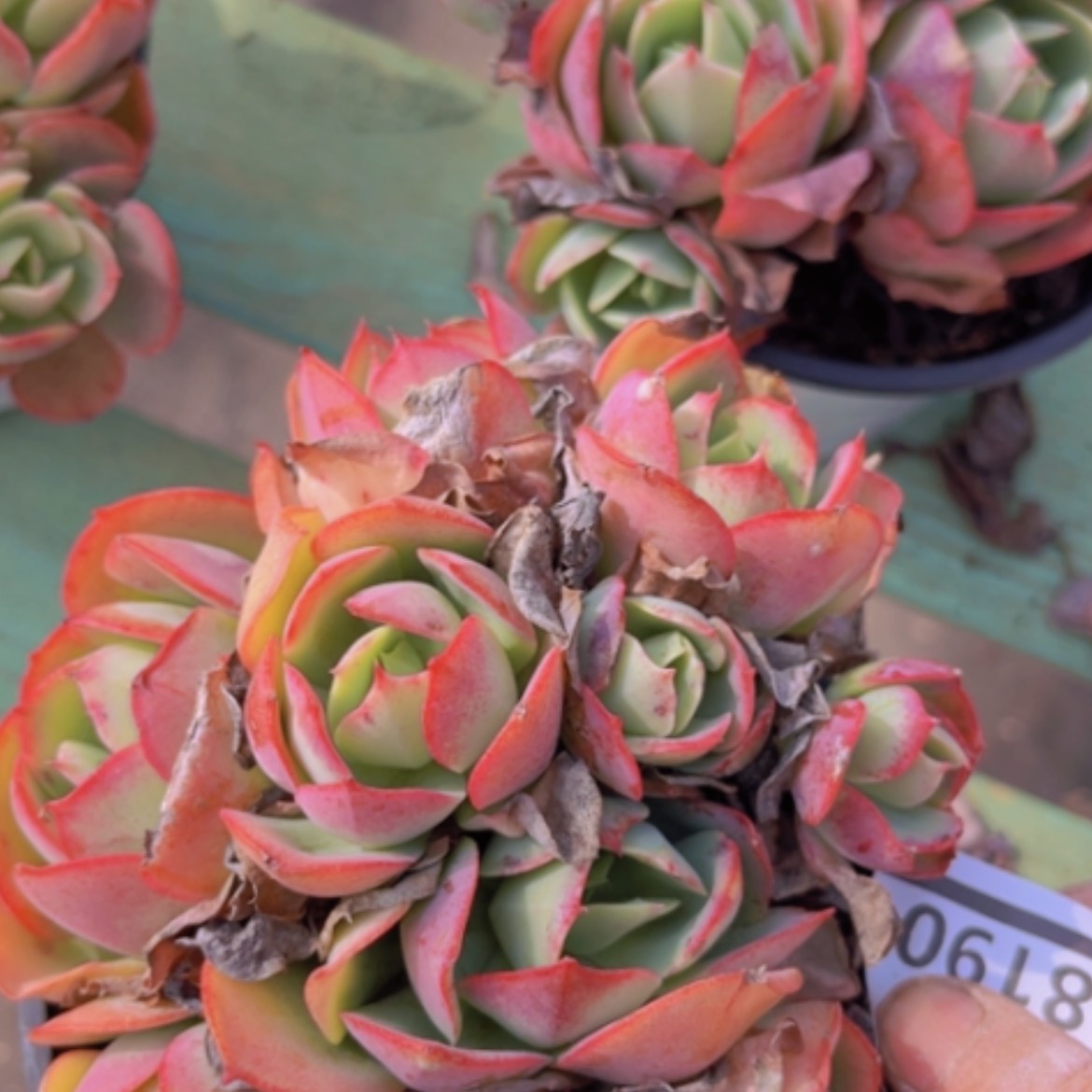 【闪购商品】克莉丝汀08190