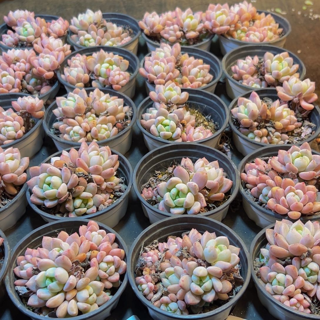 无***尘505多肉葡萄领导人物库资料