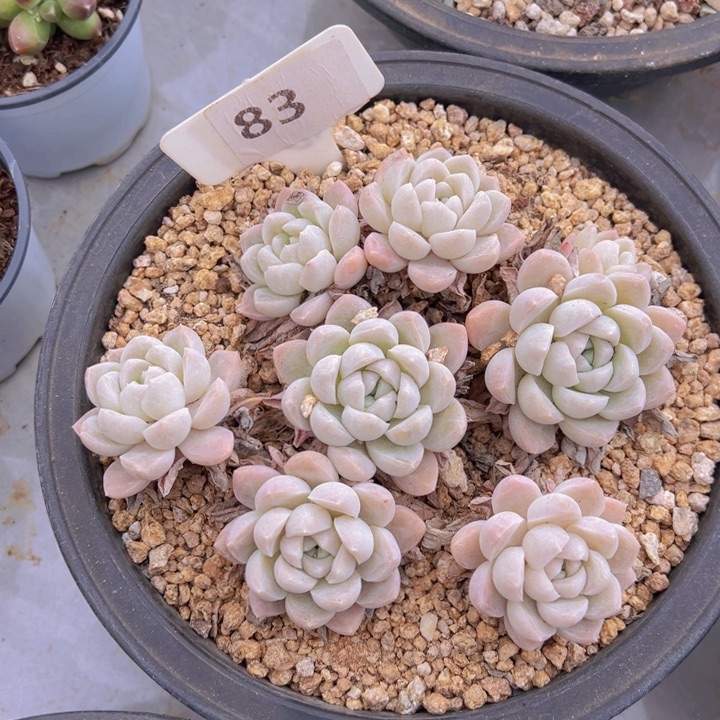 健健康康平平安安