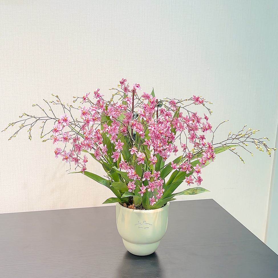 光棕粉文心兰（4-6花剑）+米色字母小底盆+白接水盘