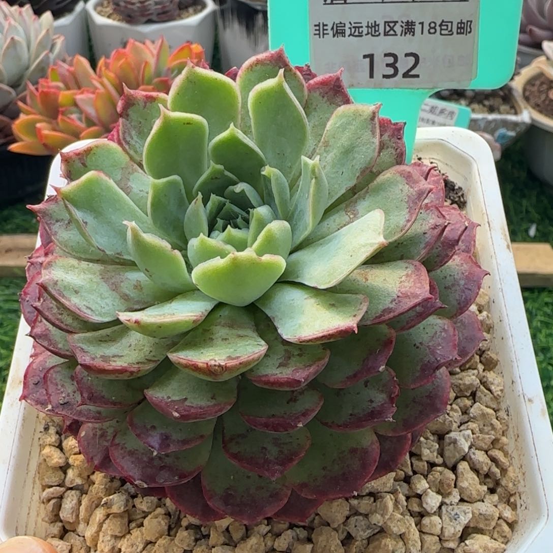 唐二姐多肉编号132