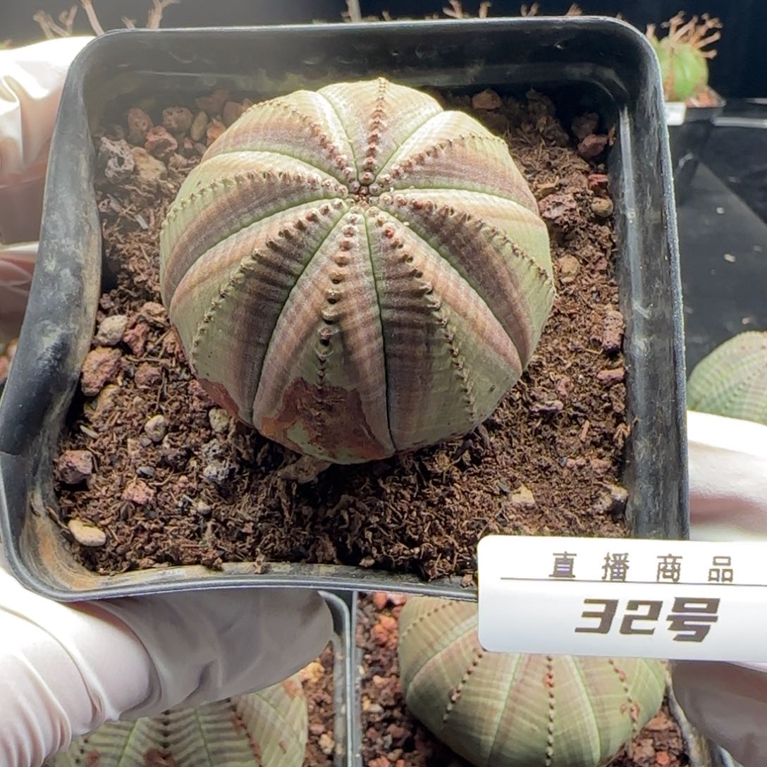 32号欧系布纹球，实生，尺寸（5.5）厘米带盆