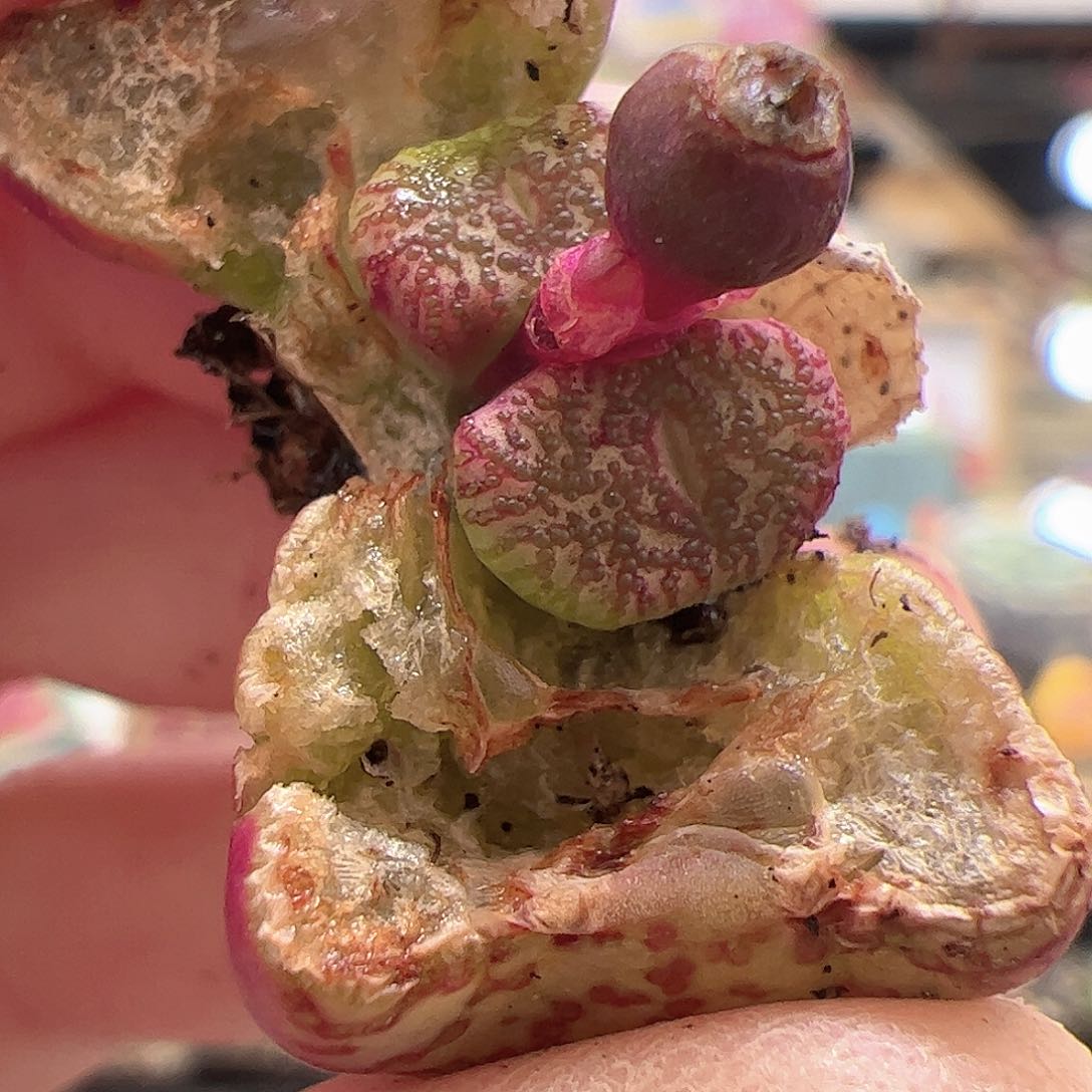 【闪购商品】220 霓虹