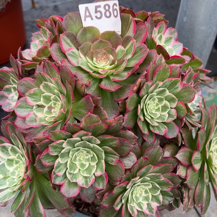 586莲花25厘米左右