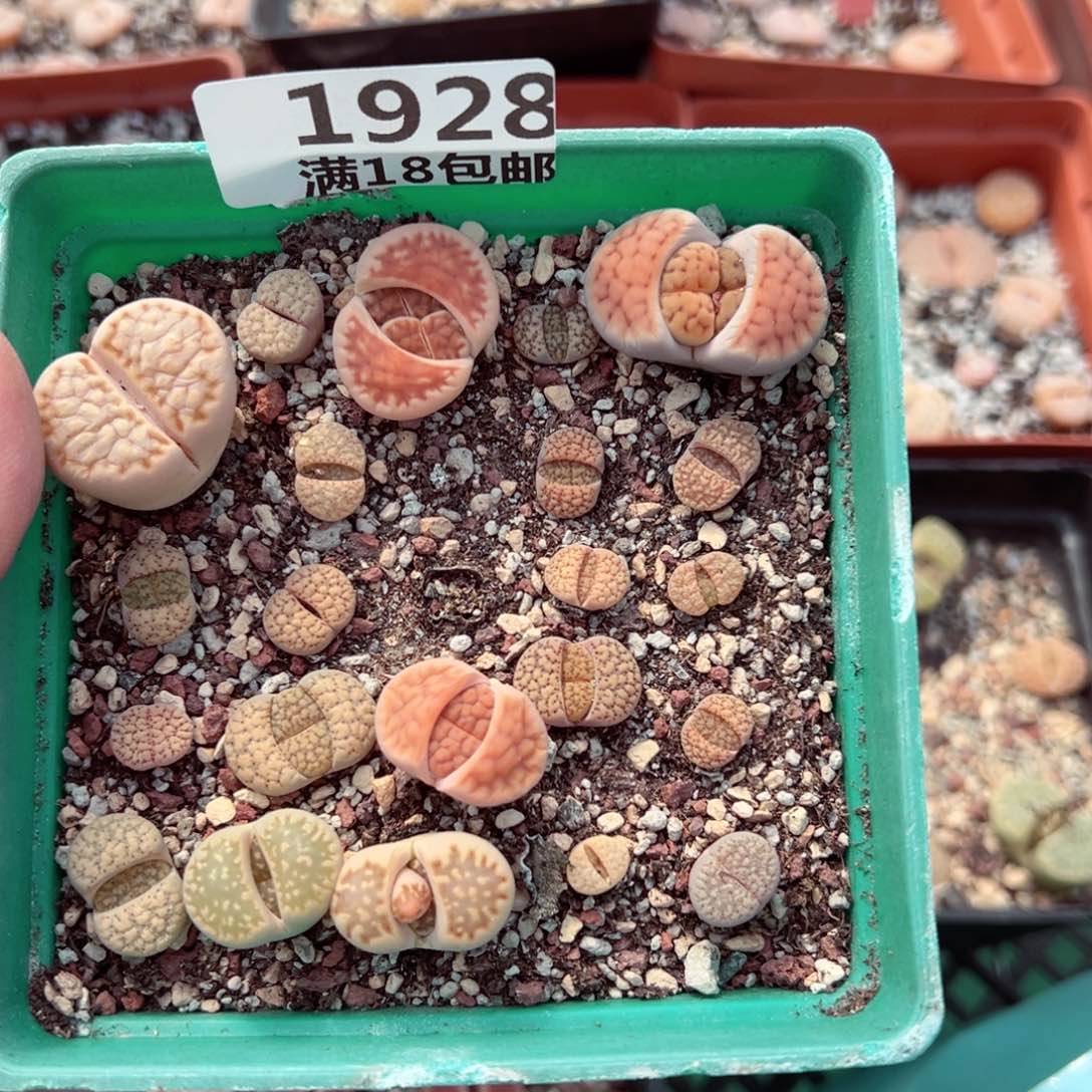 【闪购商品】1928……