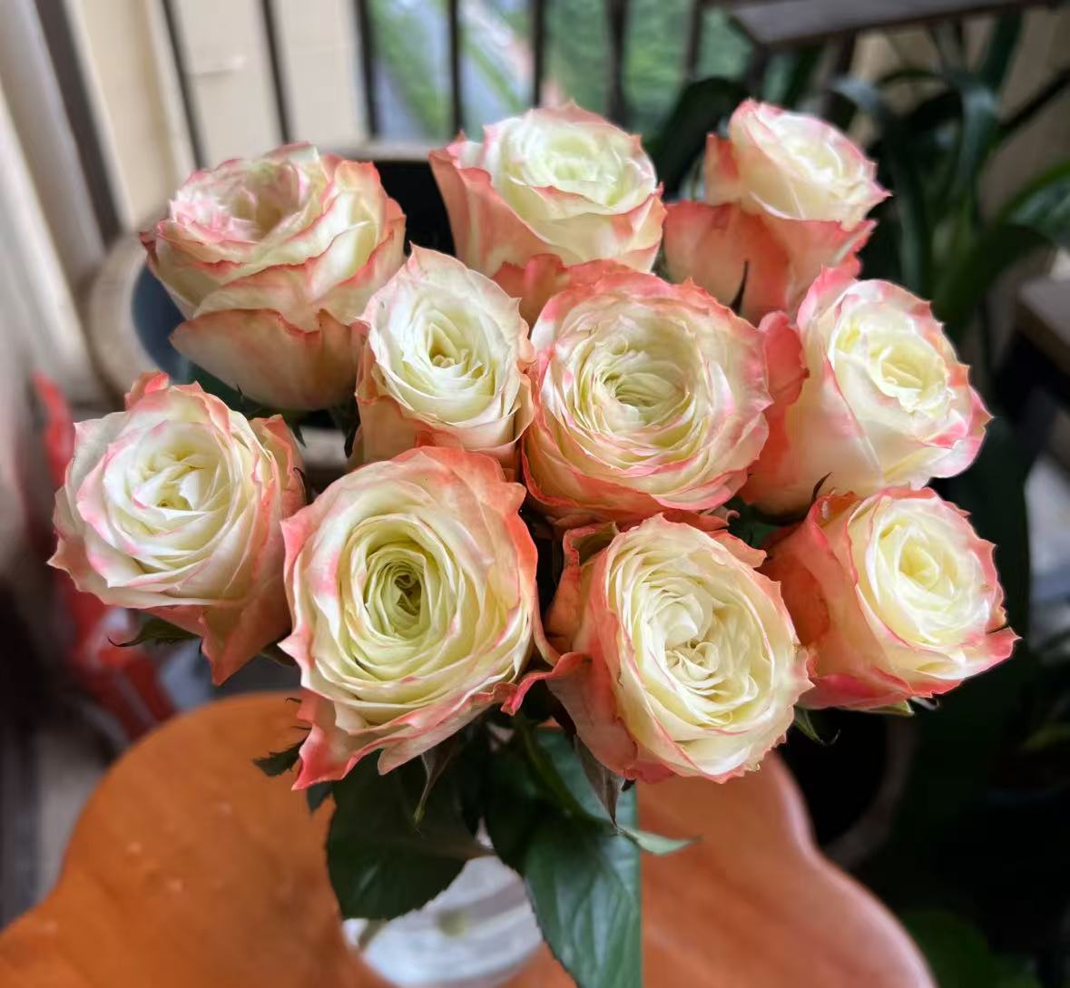 冒险  四季灌木月季