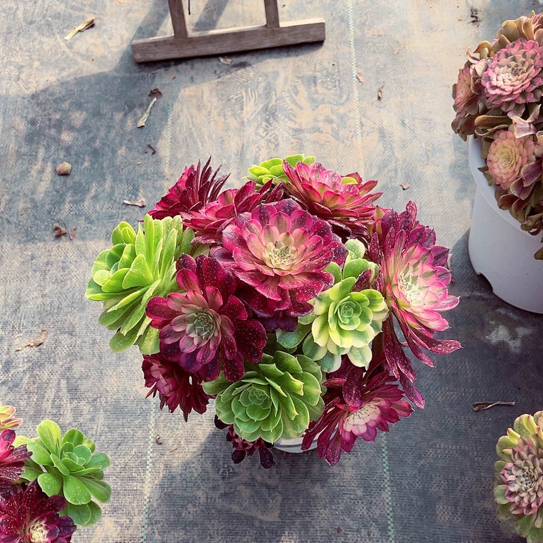 法师多肉植物f s