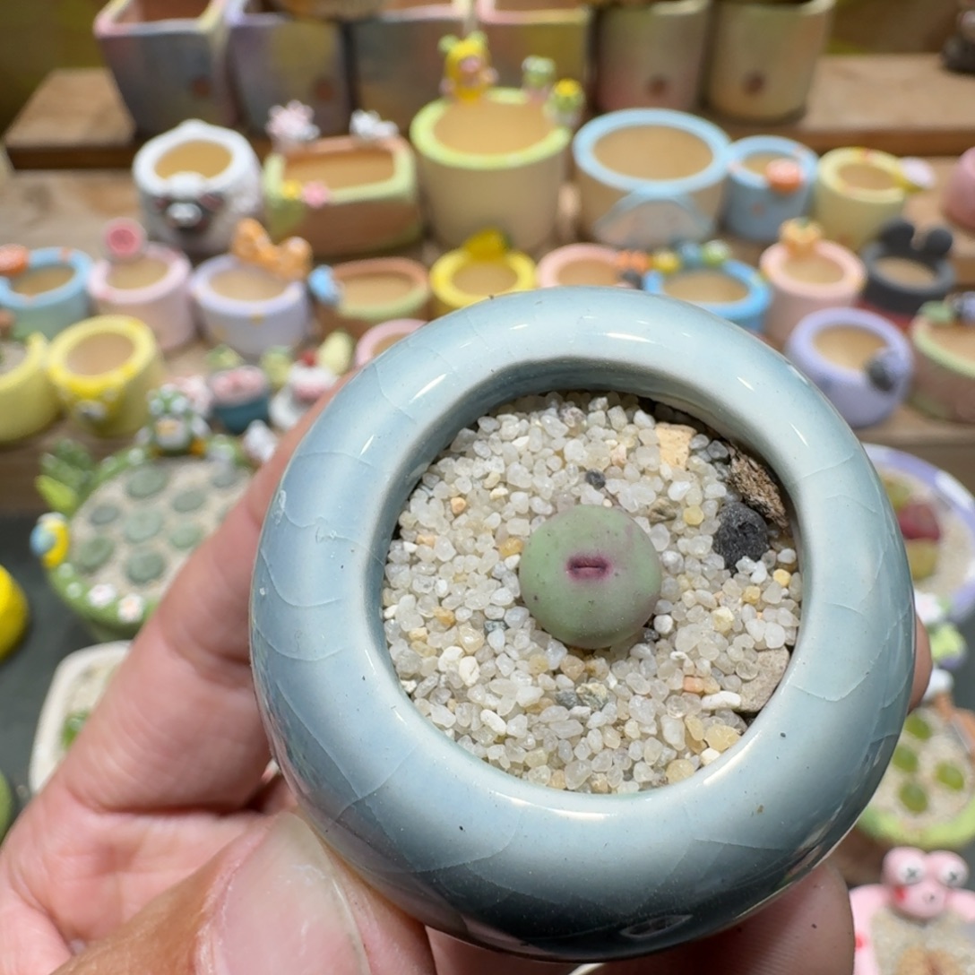 蘑菇1199小红嘴多肉植物