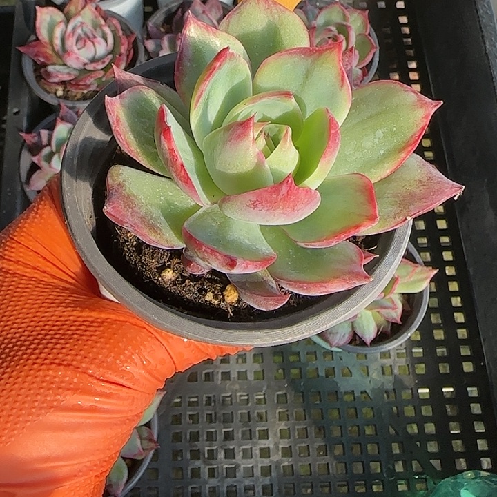 62 惊鸿仙子多肉植物6-9cm