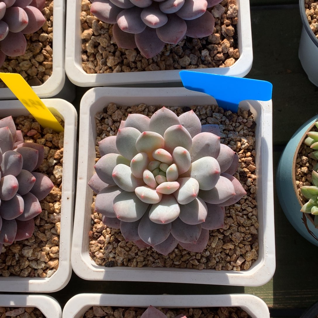 单头 半夏 一颗      