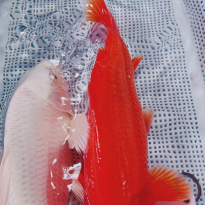 海水鱼锦鲤观赏鱼15