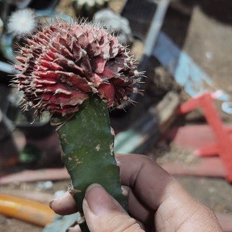 806仙人球牡丹锦化缀化