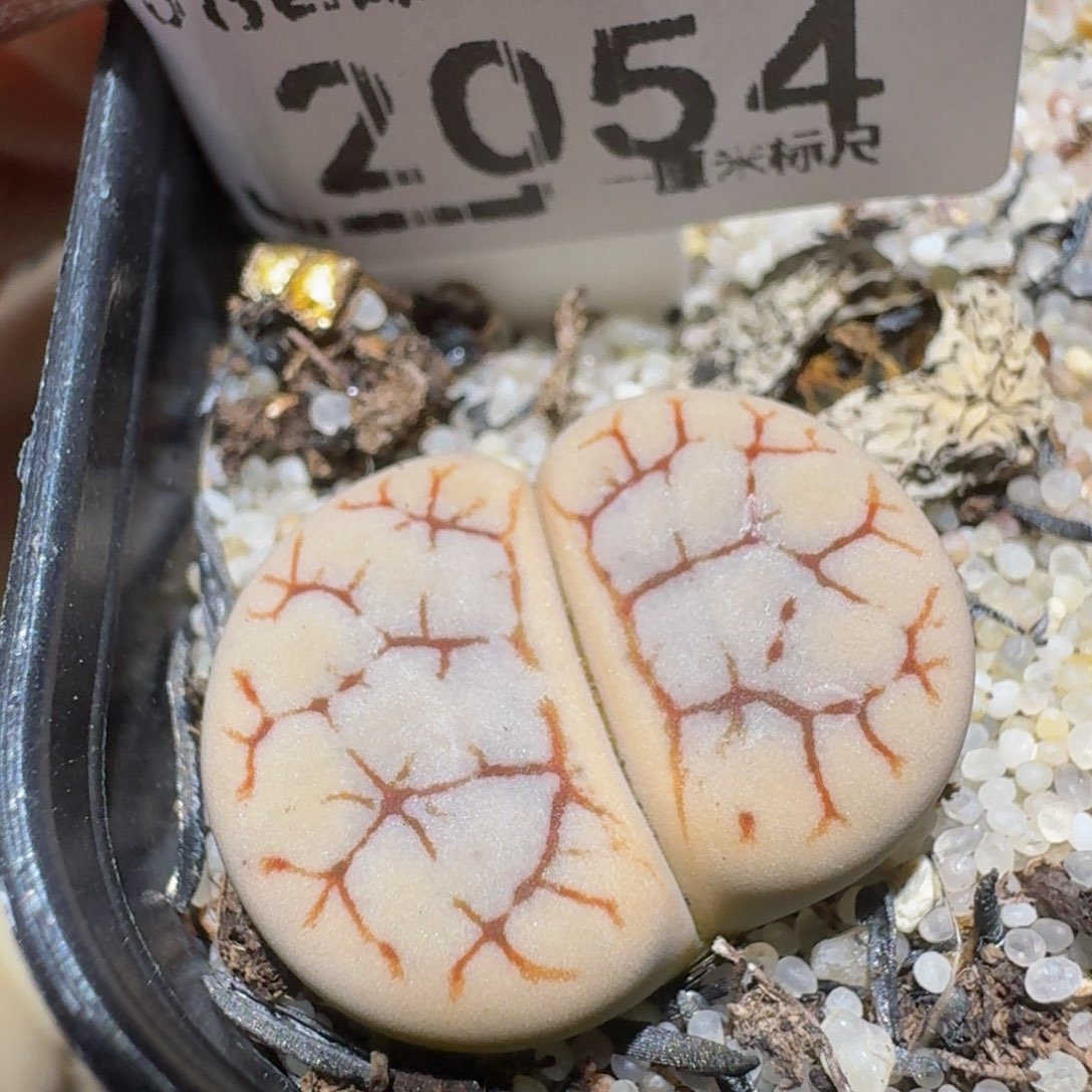 Ssss精品生石花2054闪电