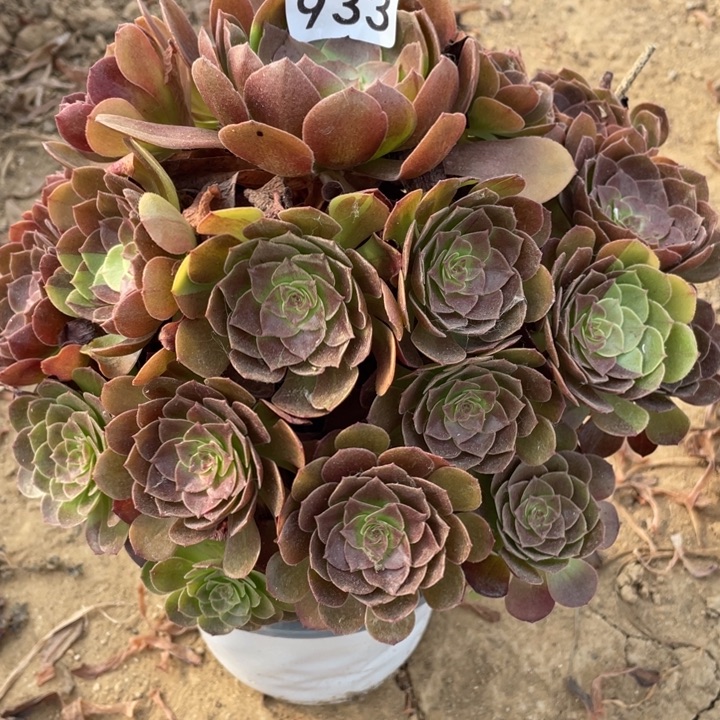 无花朵933多肉植物花花公子