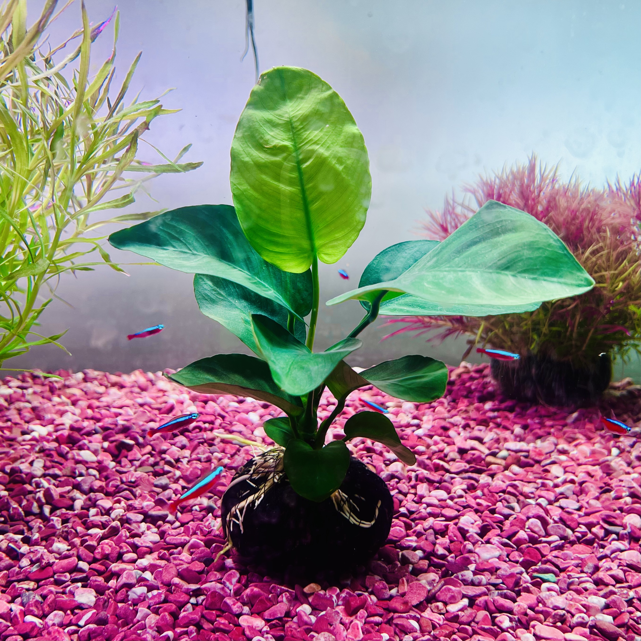 鱼缸专用水草大叶榕水草阴性植物 造景新手水草