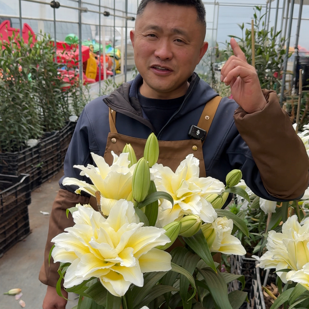 预售15天内发货《露德维娜周长15/17》重瓣香水百合种球1颗