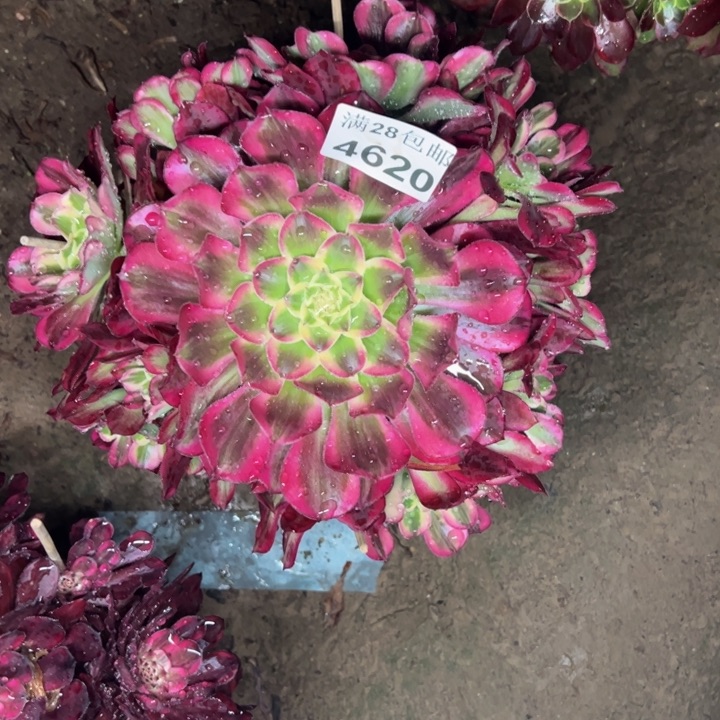 4620天和多肉植物