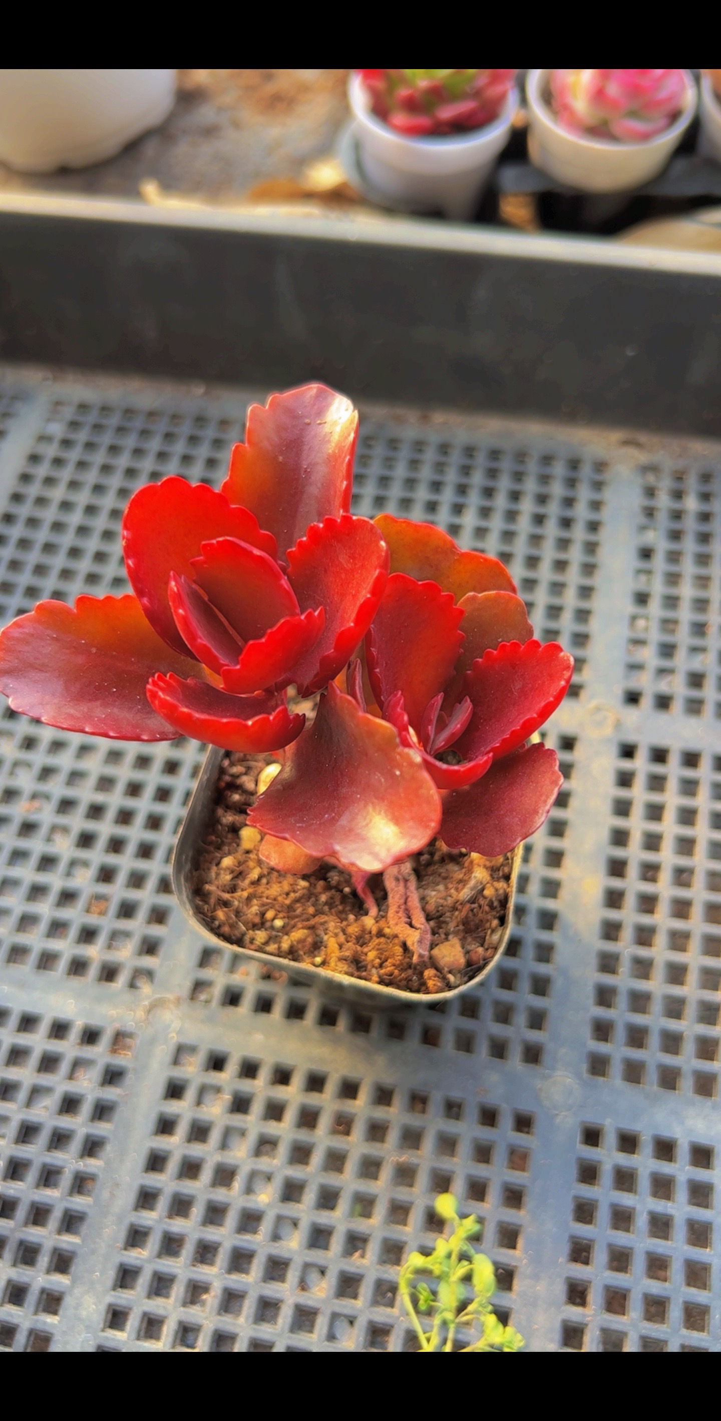 65鸿运朱莲双（满9.9包邮）