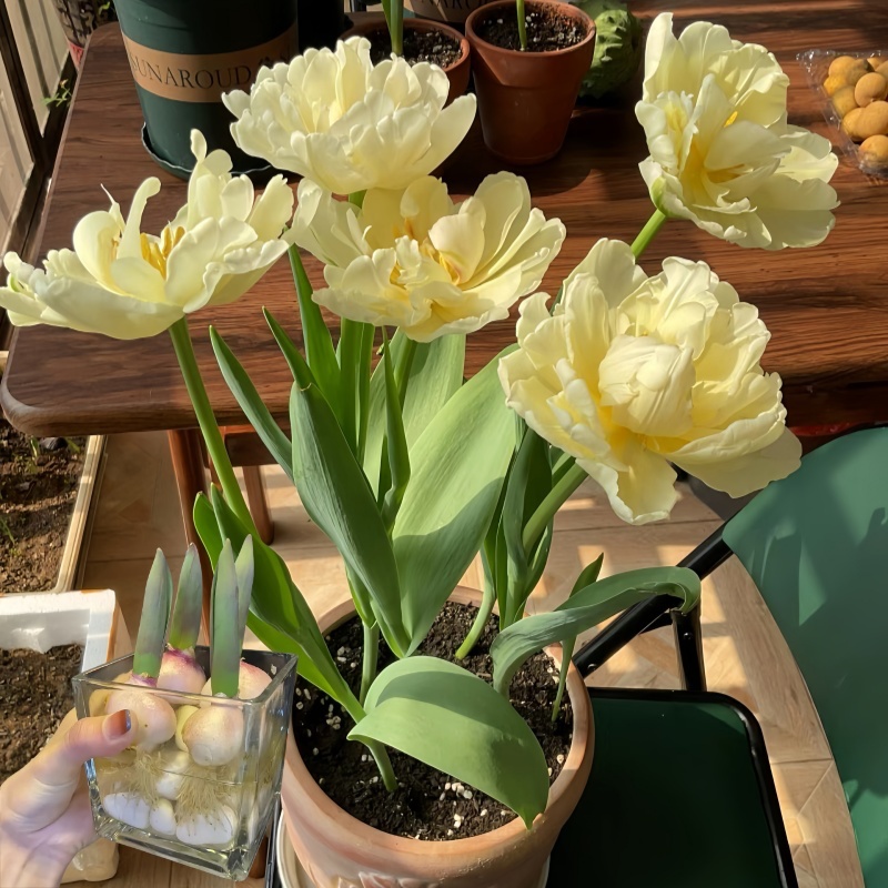 易成活盆栽室内室外耐寒花卉重瓣种植郁金香种球多年生水培土培