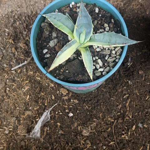 小***薯海洋之星阴阳中斑植物