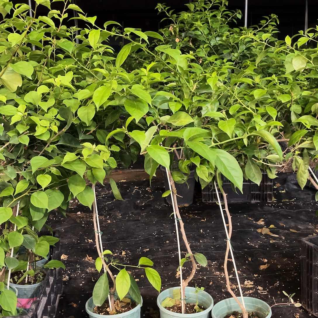 当前无花栽培后可以开花塞佛理棒棒糖一颗