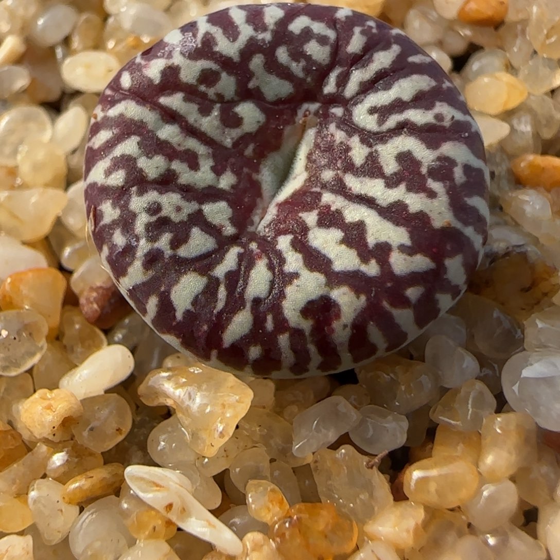 1.28多肉新年大福头超墨112号