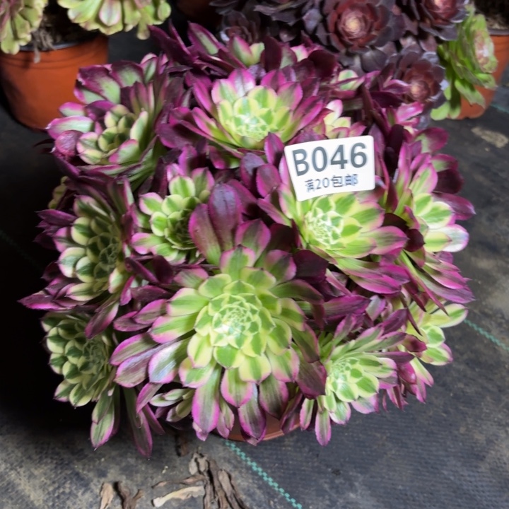 瑞妈一物一拍046