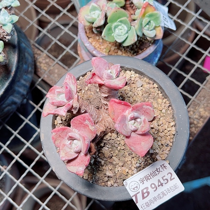 心***凉9452仙女杯多肉的人