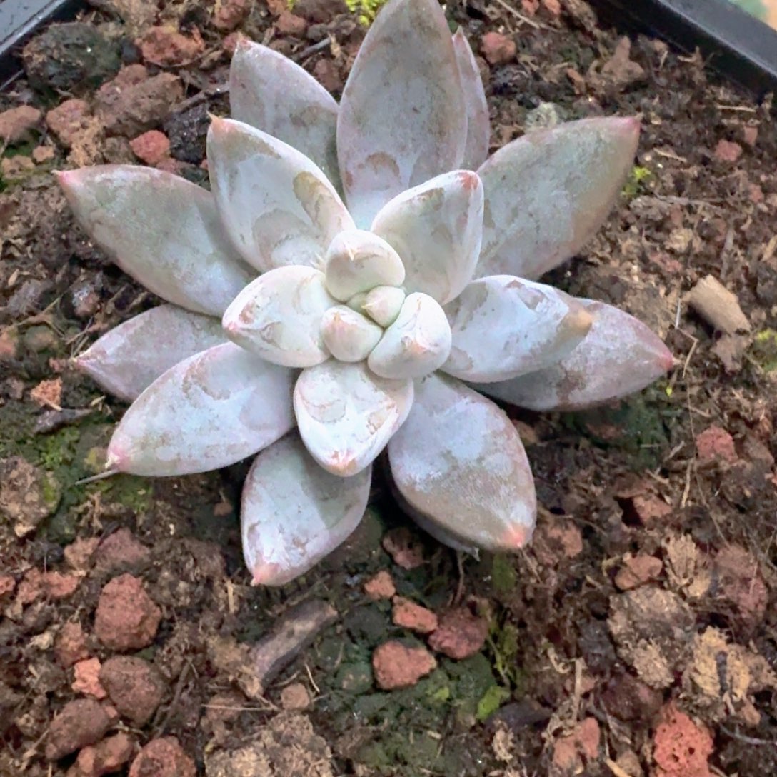 杜里万 优选 一物一拍