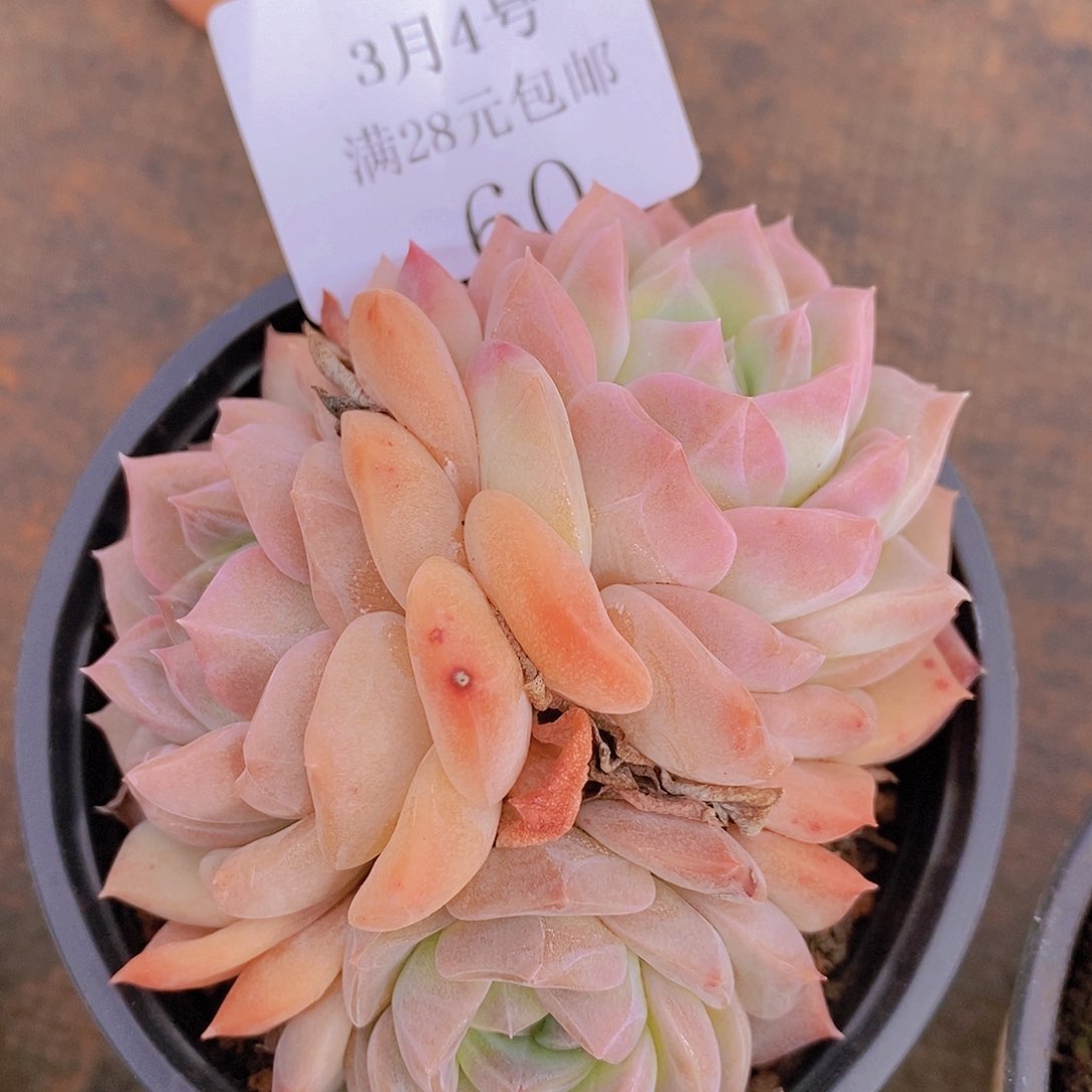 【闪购商品】云60号