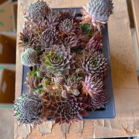 阳台精品多肉长生草