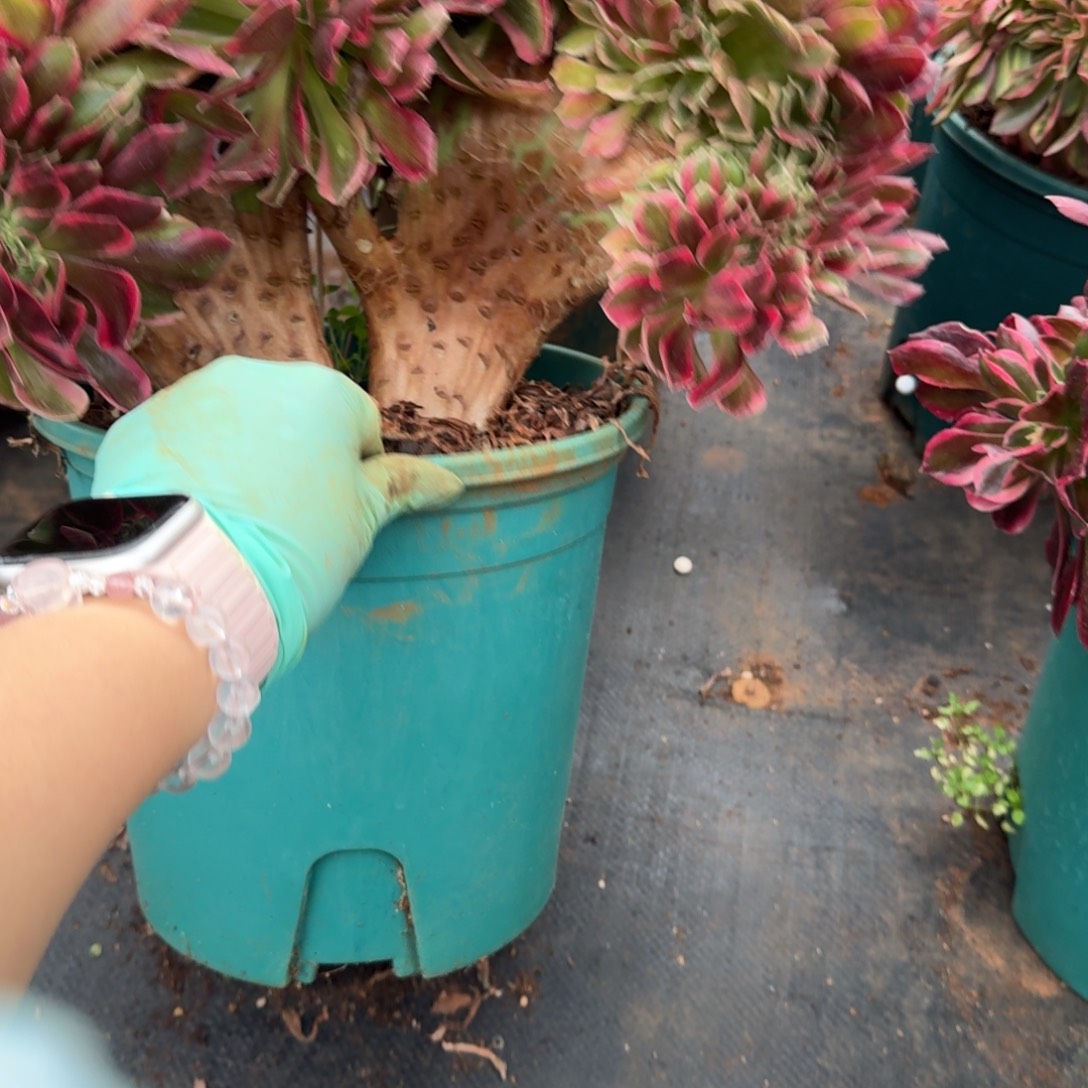 162粉女郎缀化多肉植物满28包邮