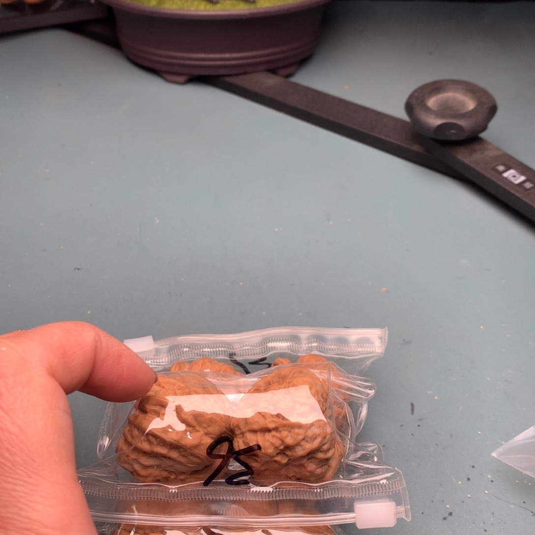 文玩核桃把件蛙蛙36左右