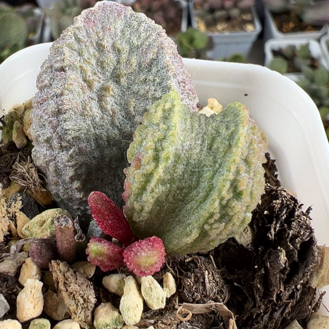 福利款大叶型实生新品大苗