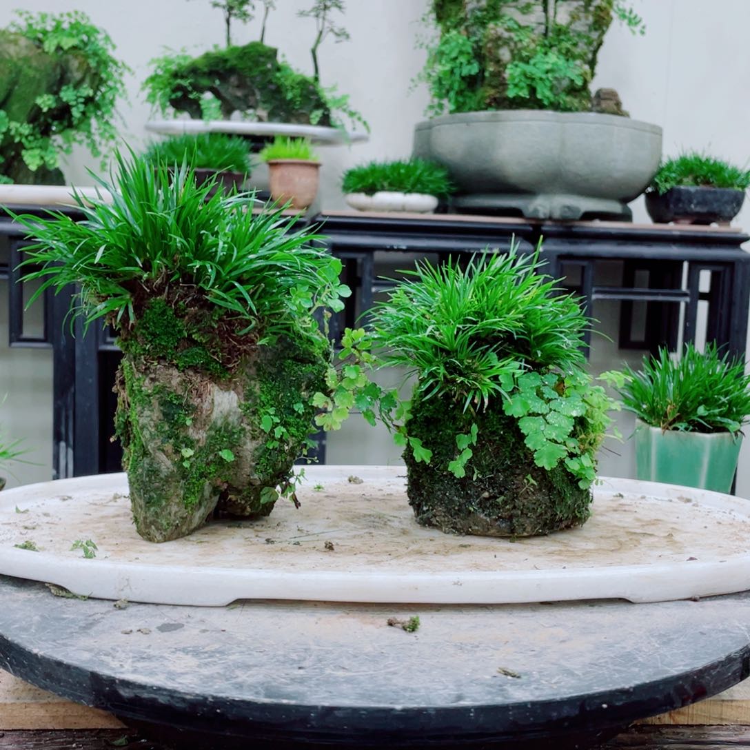 无铅玻璃海****福铁线蕨的一个分支