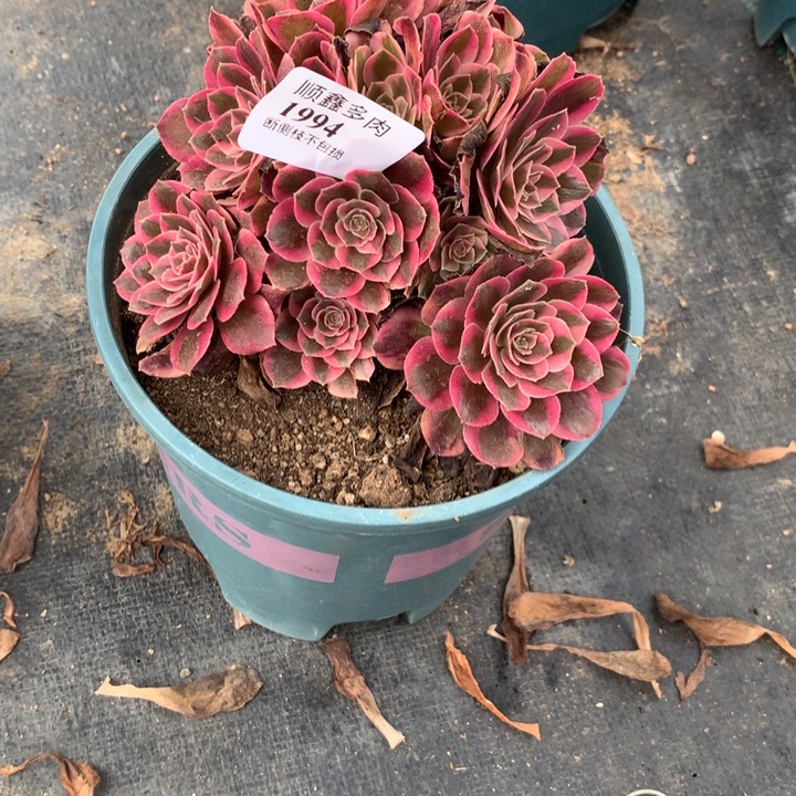 1994多肉植物特价