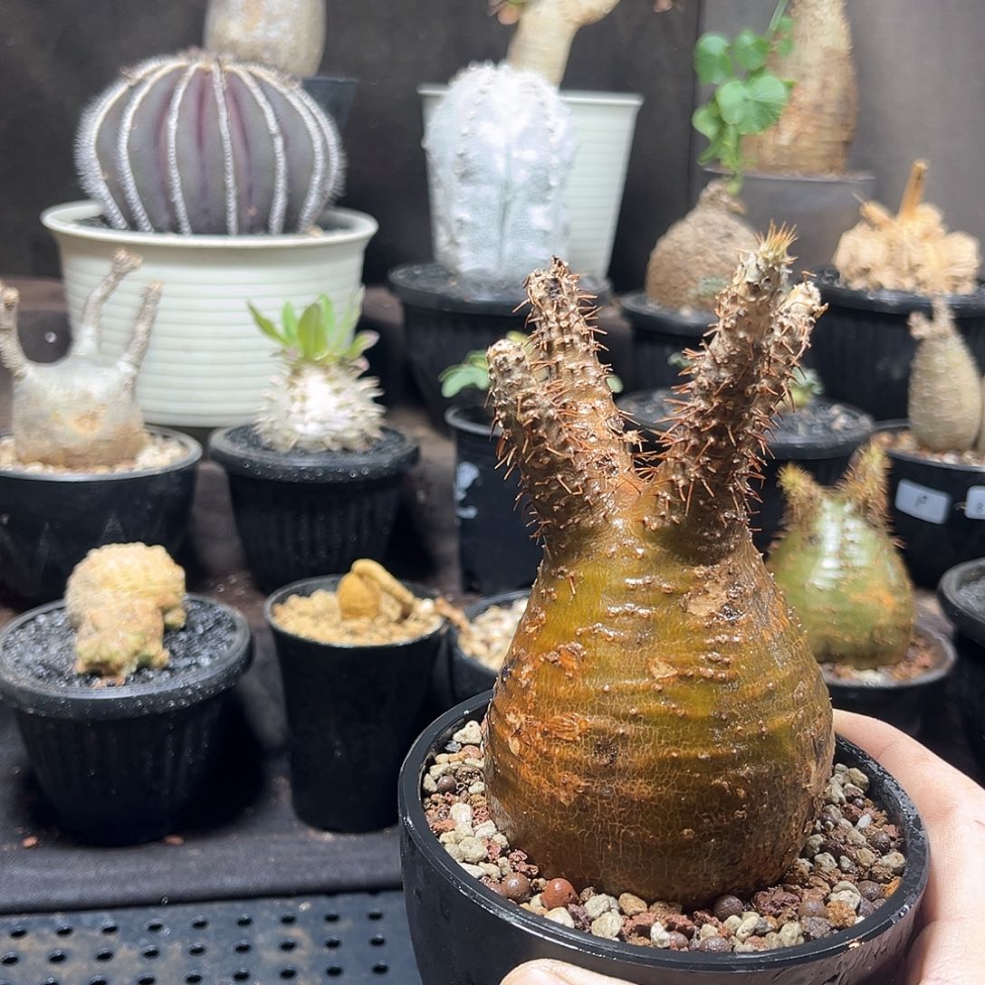 用****811111111111111111