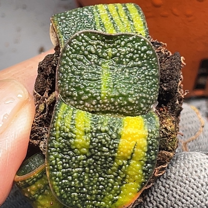 一物一拍竞拍福利拍