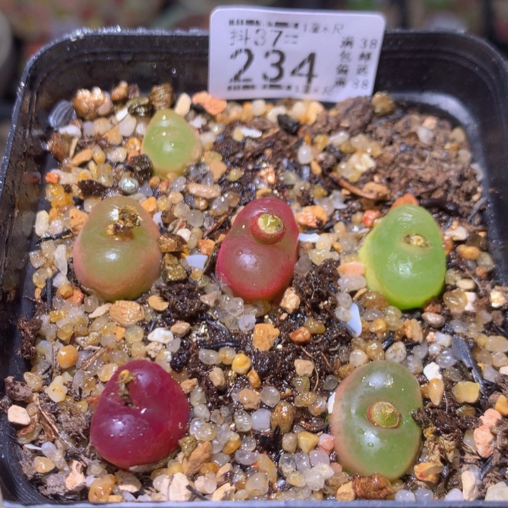 精品生石花37.234