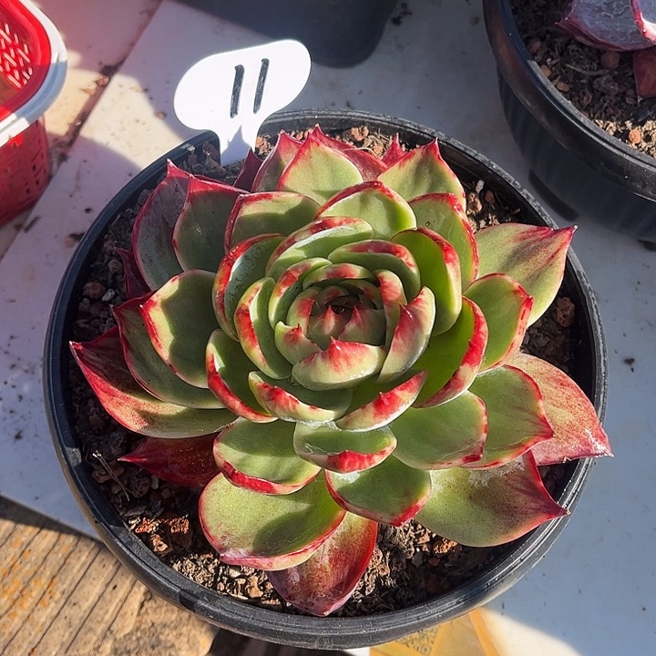 惊鸿仙子一物一拍