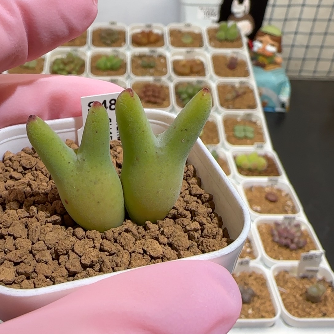 用***3肉锥多肉植物组合-1283