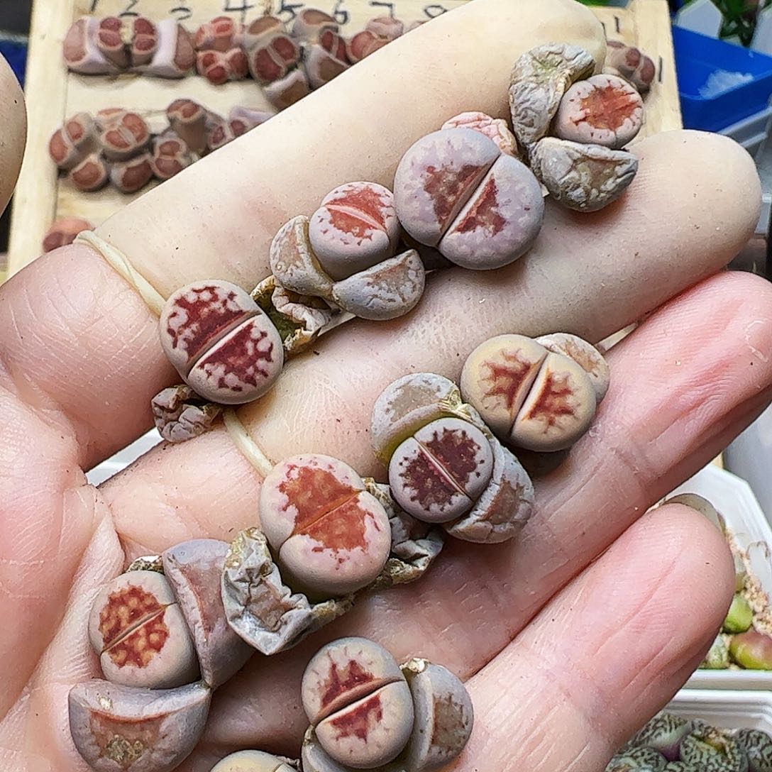 10颗热唇一手开播福利