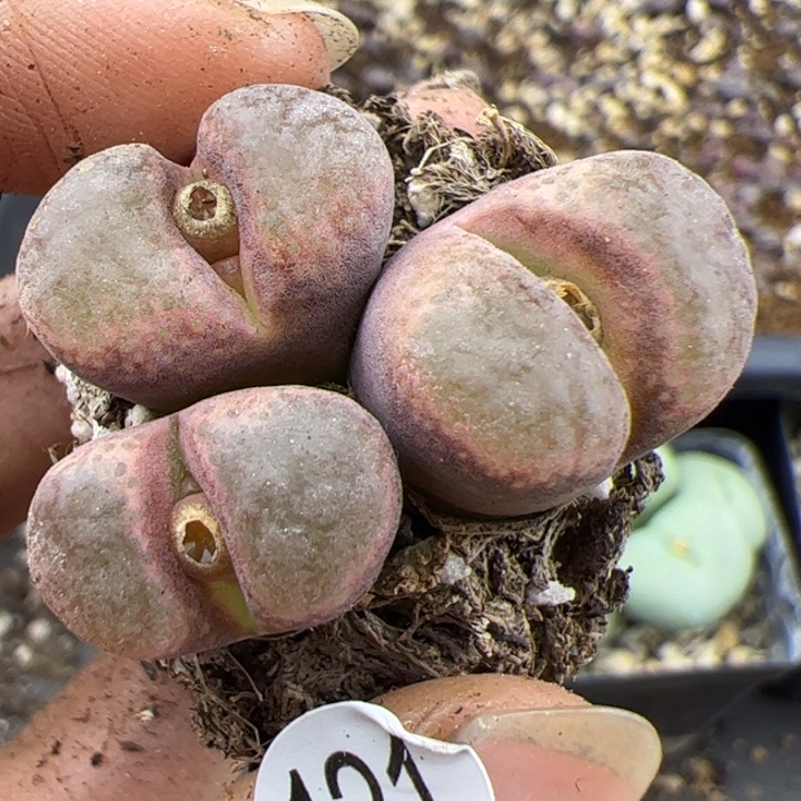 121号这颗多肉有点好看