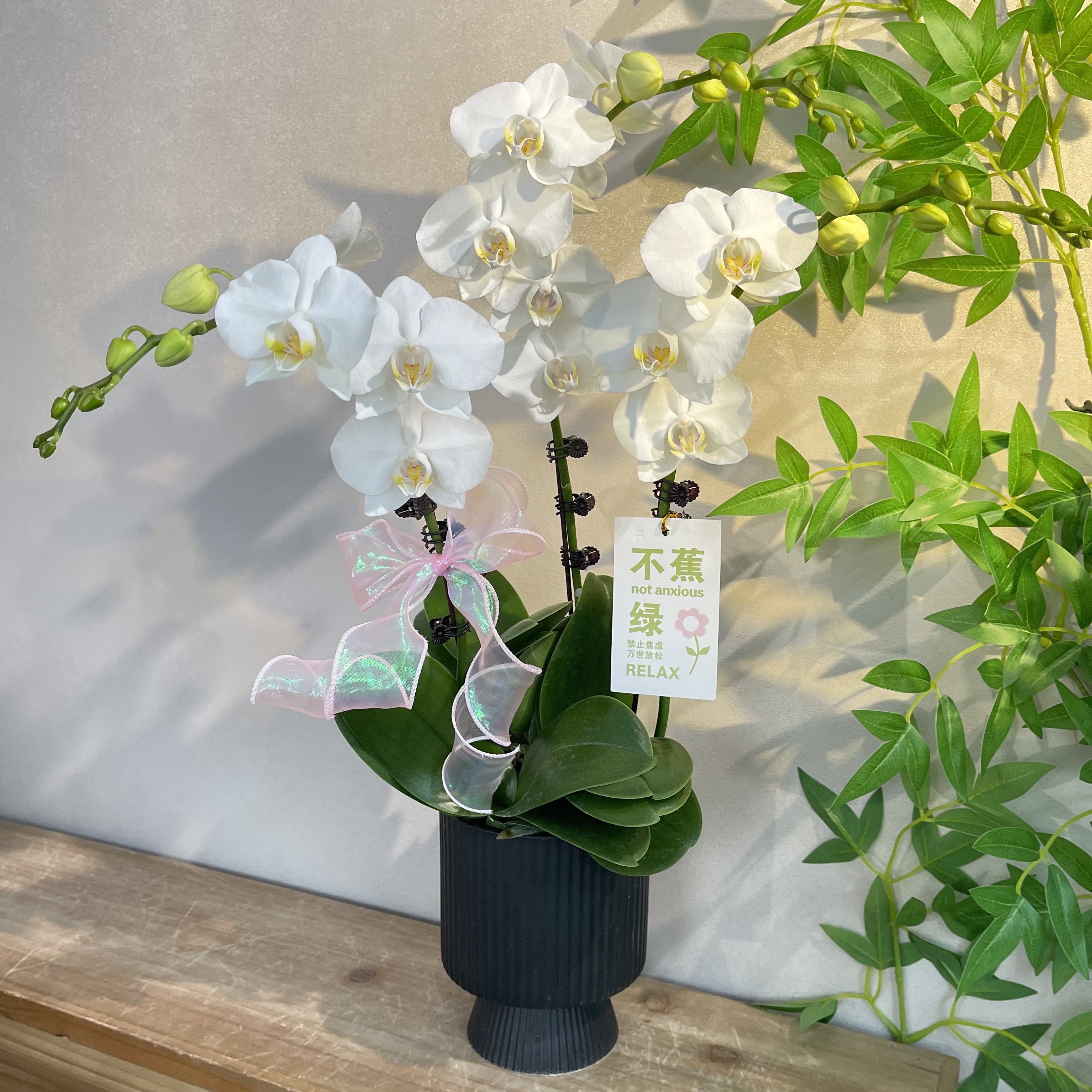 蝴蝶兰《阿玛》纯洁白色典雅高贵 好养耐养带花带花苞 基地直发