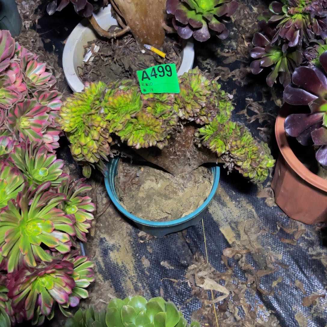 抹茶法师缀化1-11