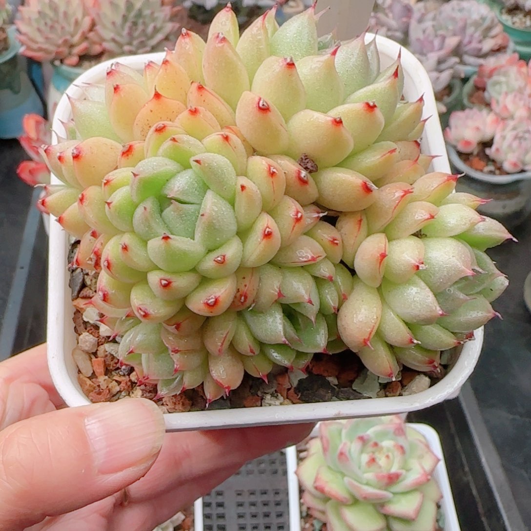 多肉植物8711…………